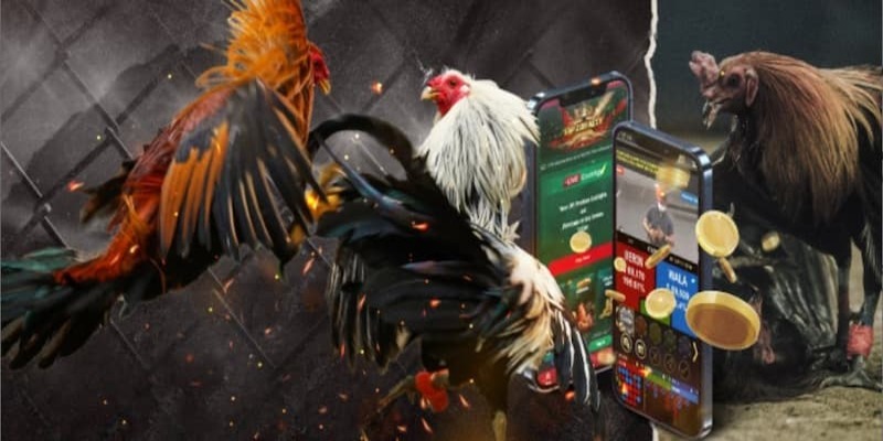 Đá gà 789Win 3 Cách chơi đá gà 789Win dễ thắng
